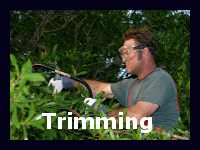 We provide tree trimming, shrub and bush trimming