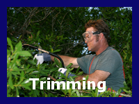 We provide tree trimming, bush and shrub trimming